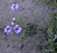 Glandularia tenera
