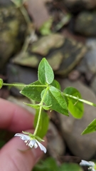 Stellaria aquatica