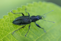 Naupactus auricinctus