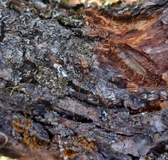 Hoplopholcus forskali