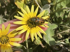 Astylus trifasciatus