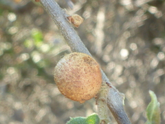 Burnettweldia washingtonensis