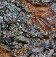 Hoplopholcus forskali