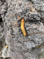 Anisota oslari