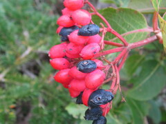 Viburnum cassinoides