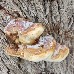 Ganoderma resinaceum