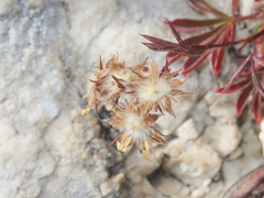 Potentilla caulescens
