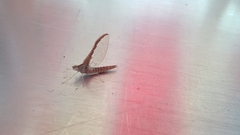 Callibaetis