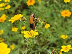 Chauliognathus profundus