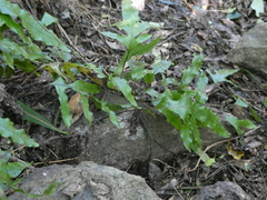 Microsorum pustulatum pustulatum