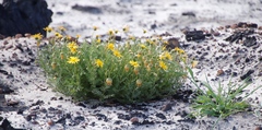 Ursinia paleacea