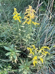 Solidago rugosa
