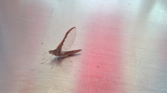 Callibaetis