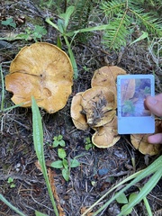 Suillus caerulescens