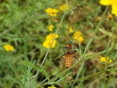Chauliognathus profundus