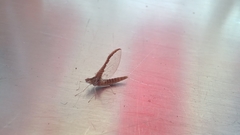 Callibaetis