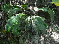 Blechnum chambersii