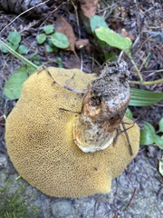 Suillus caerulescens