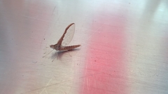 Callibaetis