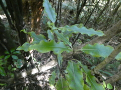 Pittosporum eugenioides