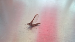 Callibaetis