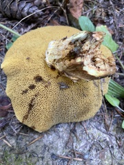 Suillus caerulescens
