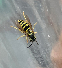 Vespula pensylvanica