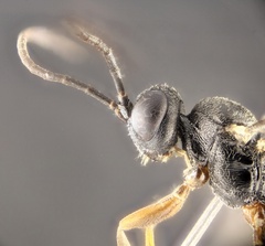 Isadelphus coriarius