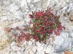Potentilla caulescens