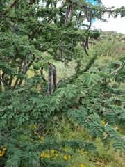 Vachellia schaffneri
