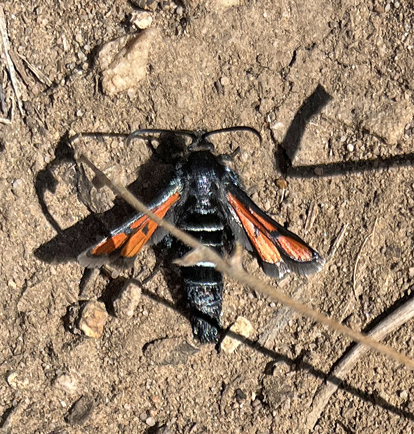 Nebraska Clearwing Moth