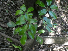 Pseudopanax arboreus