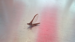 Callibaetis