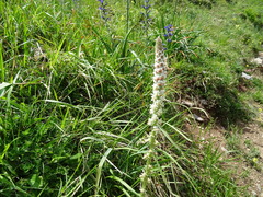 Reseda barrelieri