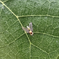 Anthomyia illocata