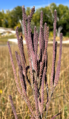 Verbena hastata