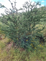 Vachellia schaffneri