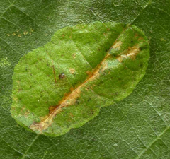 Phyllonorycter stettinensis
