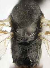 Isadelphus coriarius