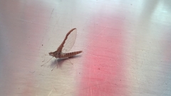 Callibaetis