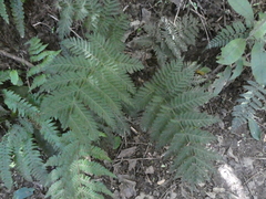 Leptopteris hymenophylloides