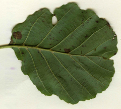 Phyllonorycter stettinensis