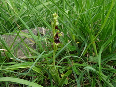 Ophrys insectifera