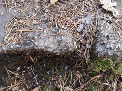 Cautolasius