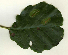 Phyllonorycter stettinensis