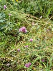 Gomphrena serrata