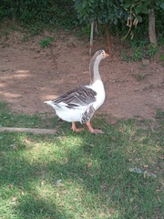 Anser anser domesticus × anser cygnoides domesticus