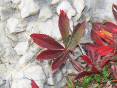 Potentilla caulescens