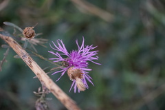 Centaurea