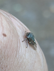 Membracidae